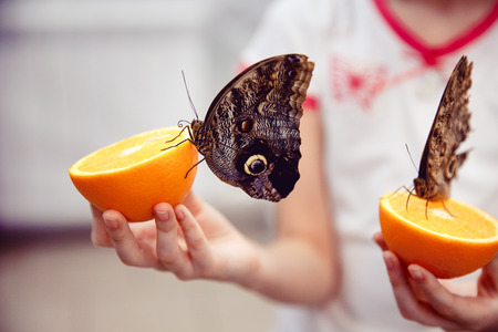 Close-up of a butterfly sitting on an orange and eating, the child is holding.の写真素材