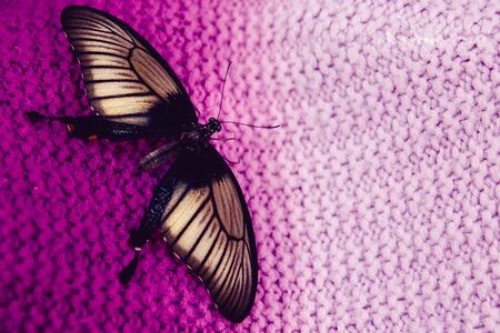 close-up of a butterfly sitting on a vine, green plant.の写真素材