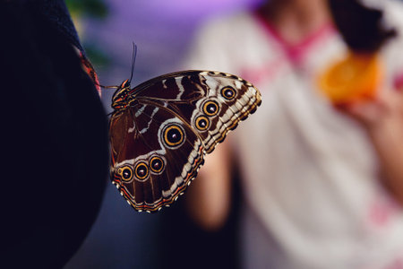 Close-up of a butterfly sitting on an orange and eating, the child is holding.