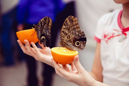 Close-up of a butterfly sitting on an orange and eating, the child is holding.の写真素材