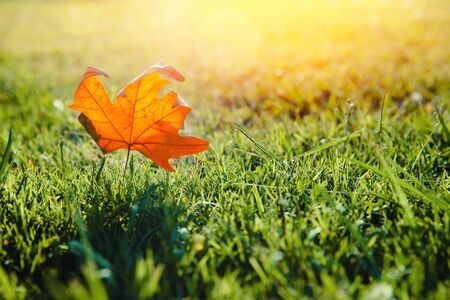Leaf fall. Yellow maple leaf lies on green grass. Shine of sunの写真素材