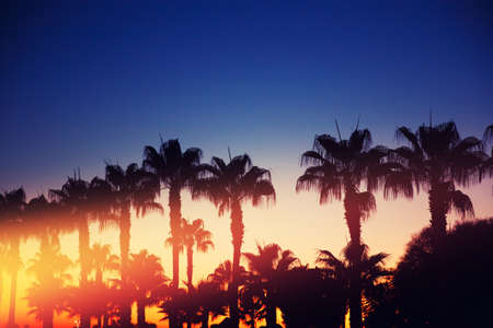 Palms. Silhouettes of palms on a Gold sunset and blue sky with a glare of the sunの写真素材