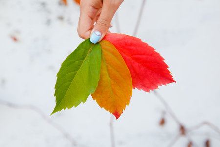Girl in hand holds Three autumn leaves green, yellow, red. Against background glare of sun