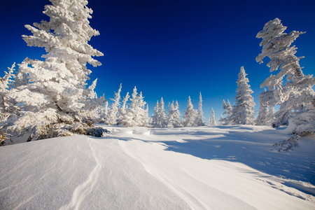 Winter landscape. Trees ate in the snow and frost. Blue sky, mountains.