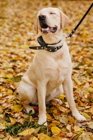 labrador Dog with Electric shock collar on outdoor.の写真素材