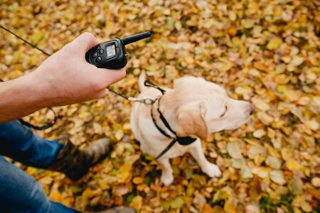 Dog with Electric shock collar on outdoor.の写真素材