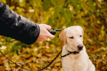 Dog with Electric shock collar on outdoor.の写真素材
