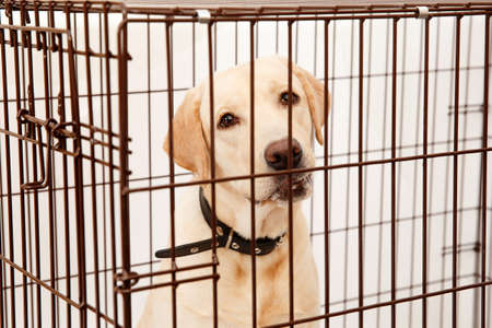 Dog in cage. Isolated background. Happy labrador lies in an iron boxの写真素材