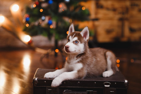 Puppy Siberian Husky in the New Year's interior. In the background bokeh, lights, Christmas tree. Concept gift xmasの写真素材