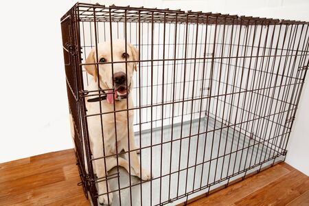 Dog in cage. Isolated background. Happy labrador lies in an iron boxの写真素材