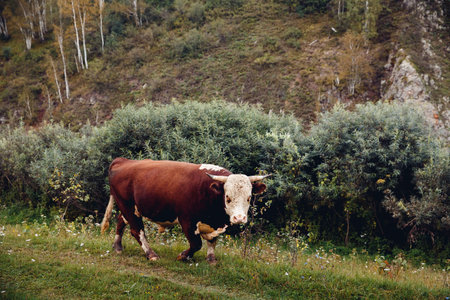 Herd of cows and bulls graze against the background of green hills and mountains. Concept farm