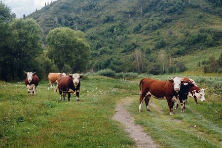 Herd of cows and bulls graze against the background of green hills and mountains. Concept farmの写真素材