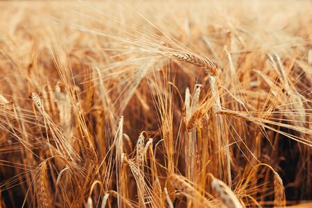 Wheat. Golden ears of wheat on the field.の写真素材