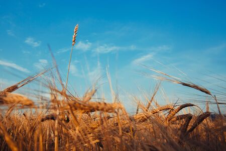 Wheat. Golden ears of wheat on the field with ears on the sky.の写真素材