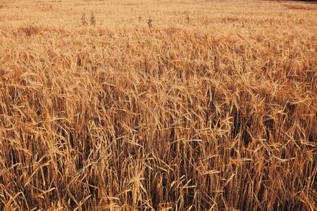 Wheat. Golden ears of wheat on the field with ears.の写真素材