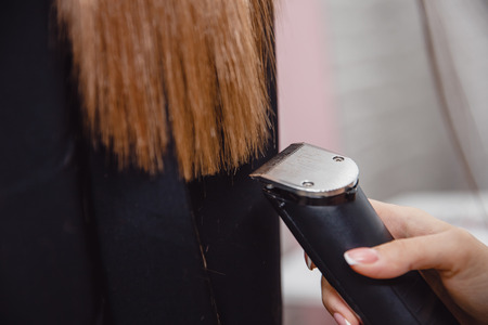 Salon hair. Hairdresser cuts torn hair endsの写真素材