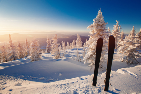 Alpine skies stand on the background of forest and mountains, sunrise, frosty morning, Christmas trees in the snow. Concept snowboarding and skiingの写真素材