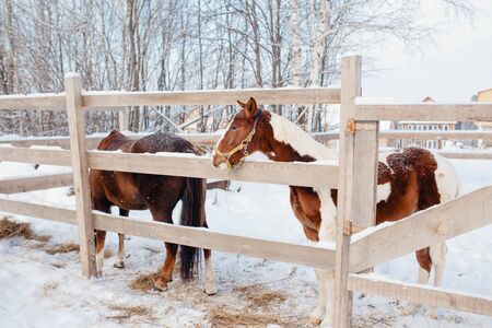 Horse. Young stallions stand in pen in street winter. Concept farm for breeding horsesの写真素材