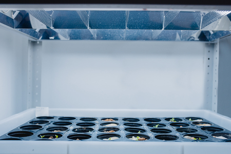 Cannabis seedlings in legalized farm house. Home seedlings of hempの写真素材