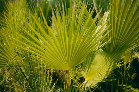Close-up of palm leaves, concept summer, restの写真素材