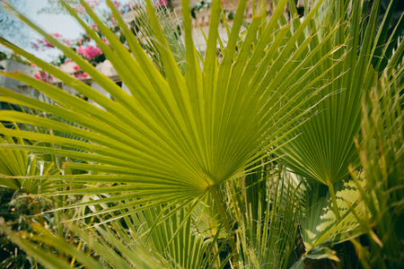 Close-up of palm leaves, concept summer, restの写真素材