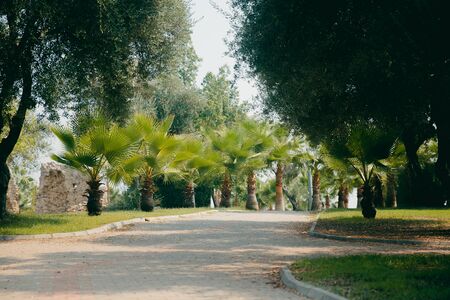 young palm park. Green plants and trees in hot climates. Concept of relaxation in the park of Turkeyの写真素材
