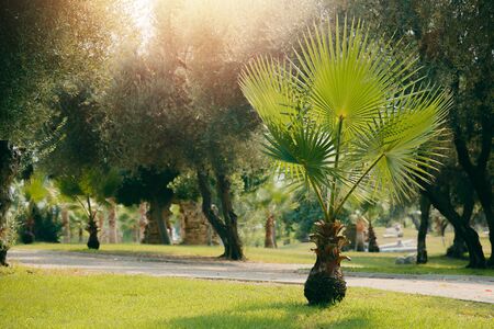 young palm park. Green plants and trees in hot climates. Concept of relaxation in the park of Turkeyの写真素材