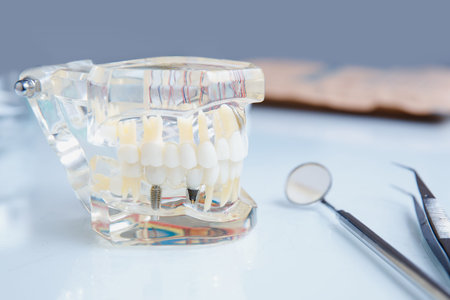 Stomatology. Plug-in glass jaw mock-up for training students of dentists, dentists. Tool.