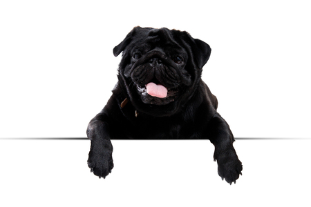Pug black peeking from behind empty board. isolated on white backgroundの写真素材