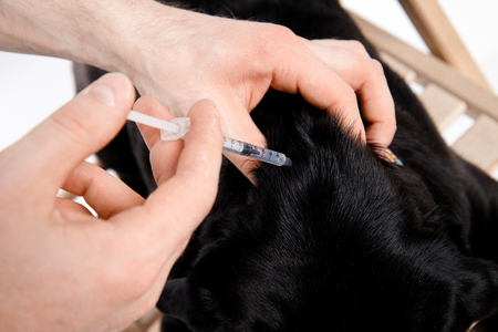 Syringe man give medicine to pug dog with syringe. Concept of diabetes in dogs Insulinの写真素材