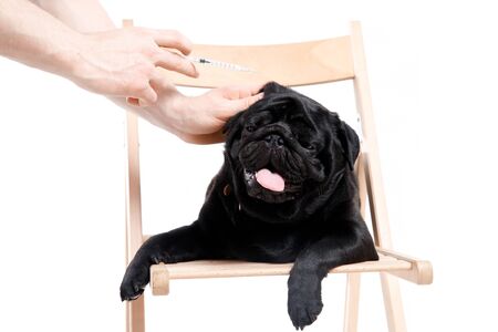 Veterinarian giving injection syringe to sick dog. Concept Put pug to sleep, put vitamins at home.の写真素材