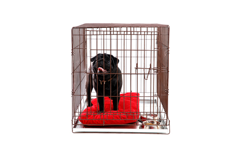 Dog in cage. Isolated background. Happy black pug in iron boxの写真素材