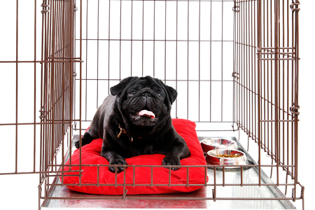 Dog in Crate Cage. Happy black pug in iron box. Isolated background. opened doorの写真素材