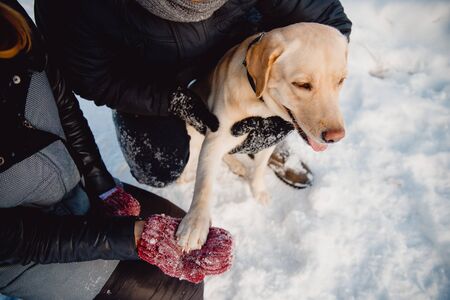 Man and young woman holding paw of labrador dog. Winter, first snow.の写真素材