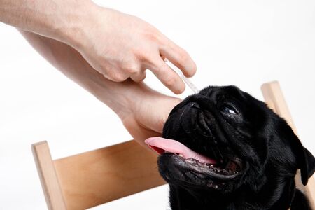 Dog is smile with the vaccination against rabies, the concept vaccination against worms, disease, diabetes.の写真素材