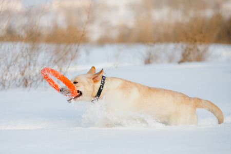 Labrador dog carries ring in winter. Concept training of dogs for rescue in snow avalanches.の写真素材