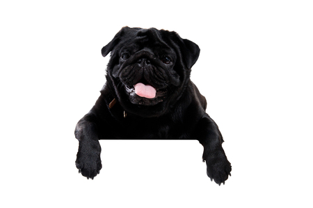 Pug black peeking from behind empty board. isolated on white backgroundの写真素材