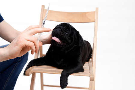 Doctor puts a shot from rabies dog, concept vaccinationの写真素材