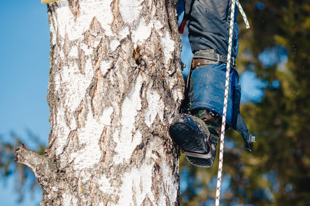 Device for climbing a tree. Arborist using a chainsaw to cut tree, tree pruning.