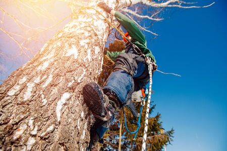 Man is working at height in outfit. Concept is to cut trees at altitude.の写真素材
