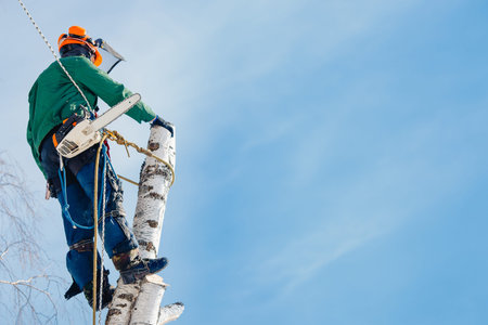 Man saws with chainsaw at height with insurance. Concept of cutting down trees with help of lines.