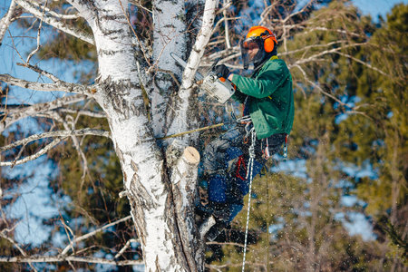 Man saws sawmill with chainsaw at height insurance. Concept of cutting down trees with help of...