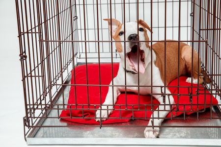 Dog in cage. Isolated background. Happy AST American staffordshire terrier misses owner.の写真素材