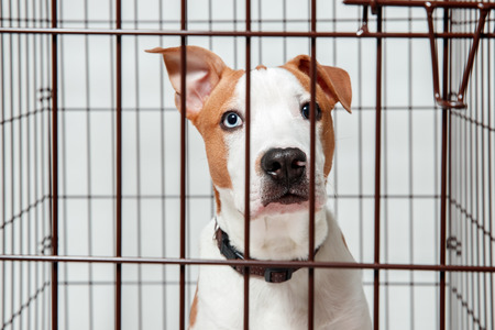 Dog in cage. Isolated background. Happy AST American staffordshire terrier misses owner.の写真素材