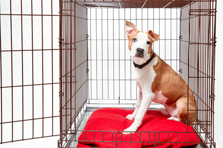 Dog in cage. Isolated background. Happy AST American staffordshire terrier lies in an iron boxの写真素材
