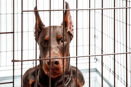 Dog in cage. Isolated background. Happy doberman misses owner.の写真素材
