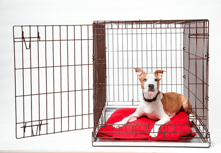 Dog in cage. Isolated background. Happy AST American staffordshire terrier lies in an iron boxの写真素材