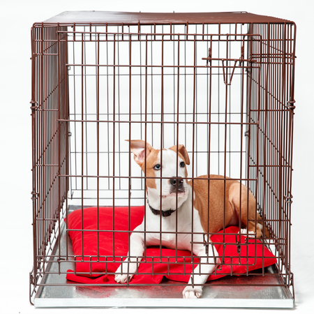 Dog in cage. Isolated background. Happy AST American staffordshire terrier lies in an iron boxの写真素材