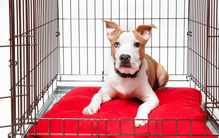 Dog in cage. Isolated background. Happy AST American staffordshire terrier lies in an iron boxの写真素材