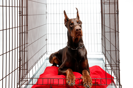 Dog in cage. Isolated background. Happy doberman lies in an iron boxの写真素材